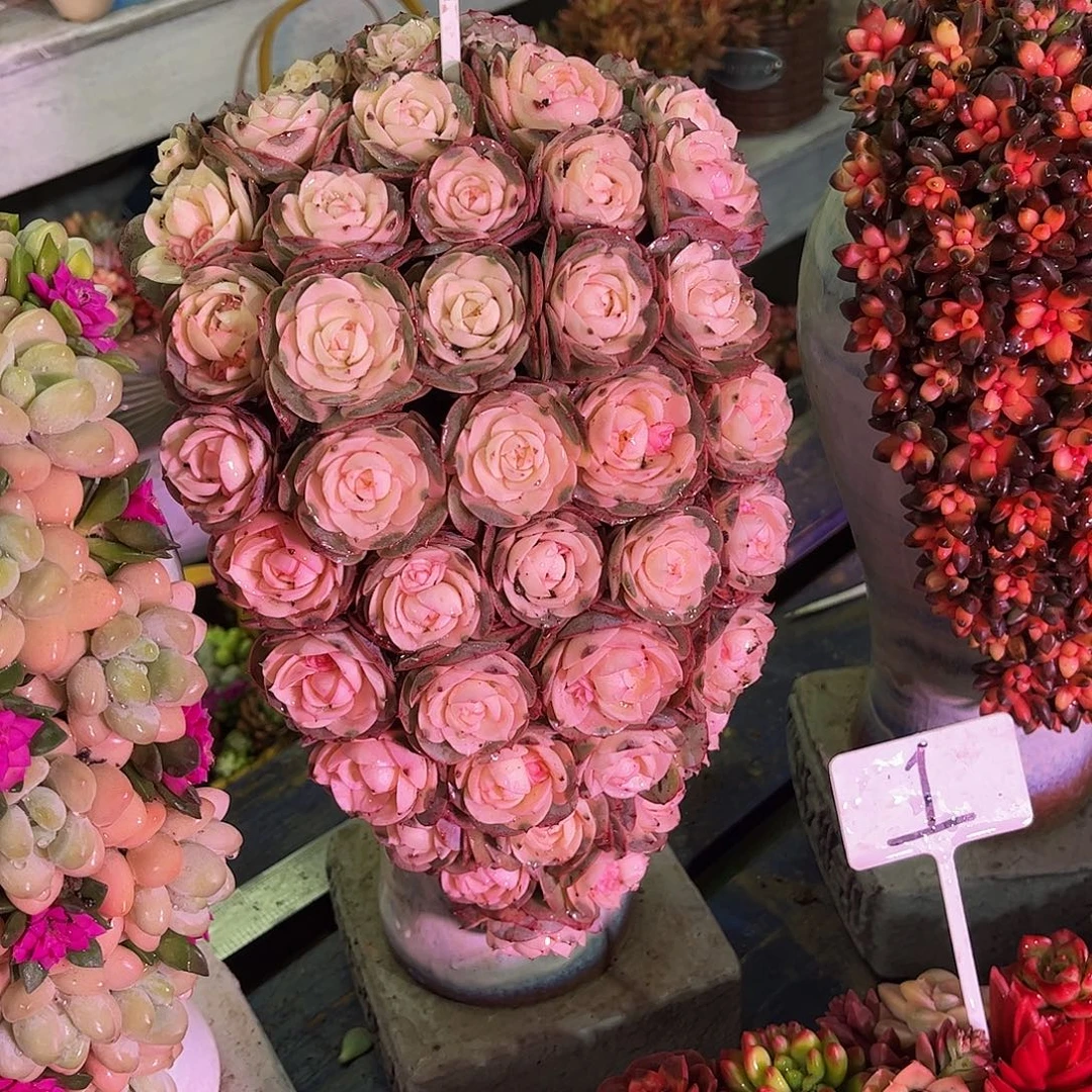 成品多肉盆景一体发货