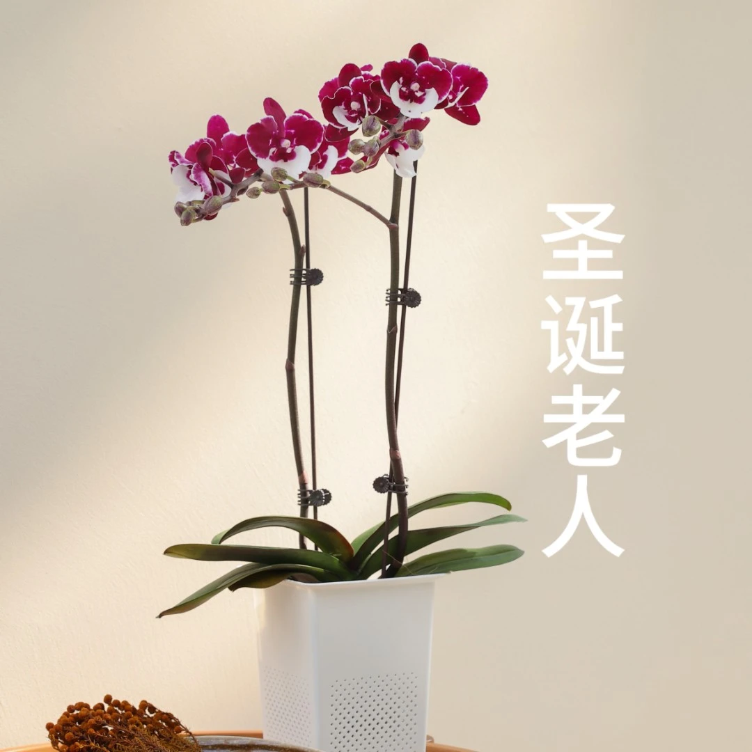 年宵花蝴蝶兰 合肥同城包邮