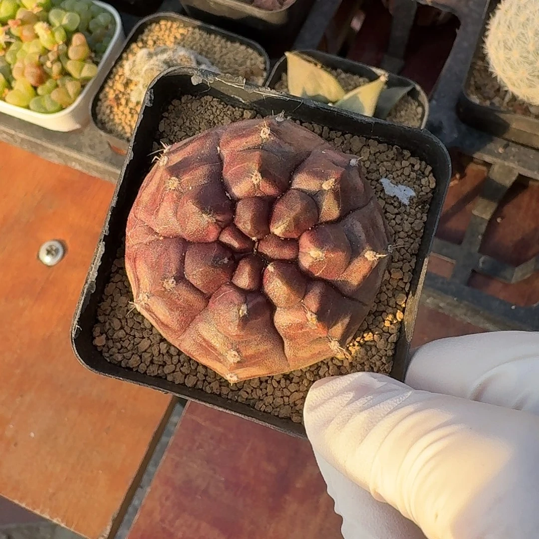 雷***小号梦想仙人球1264