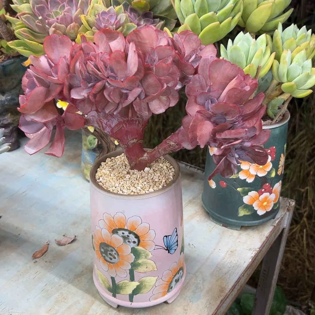 蓝莓缀88 零零多肉植物