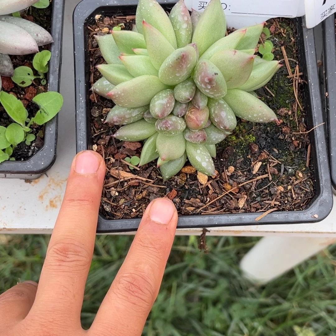 米其林多肉植物729