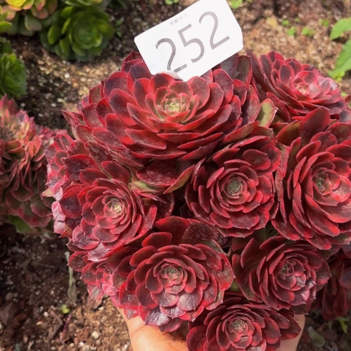 哈哈多肉葡萄福利252