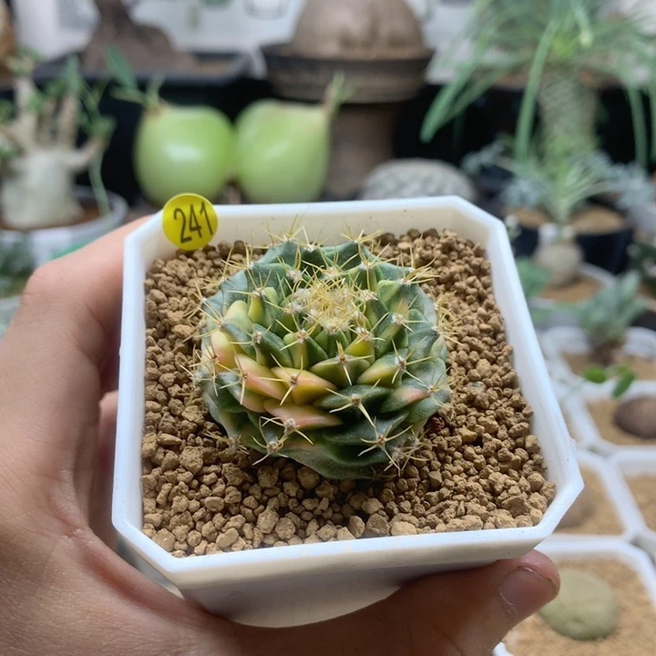 帝冠锦仙人球自根带盆241