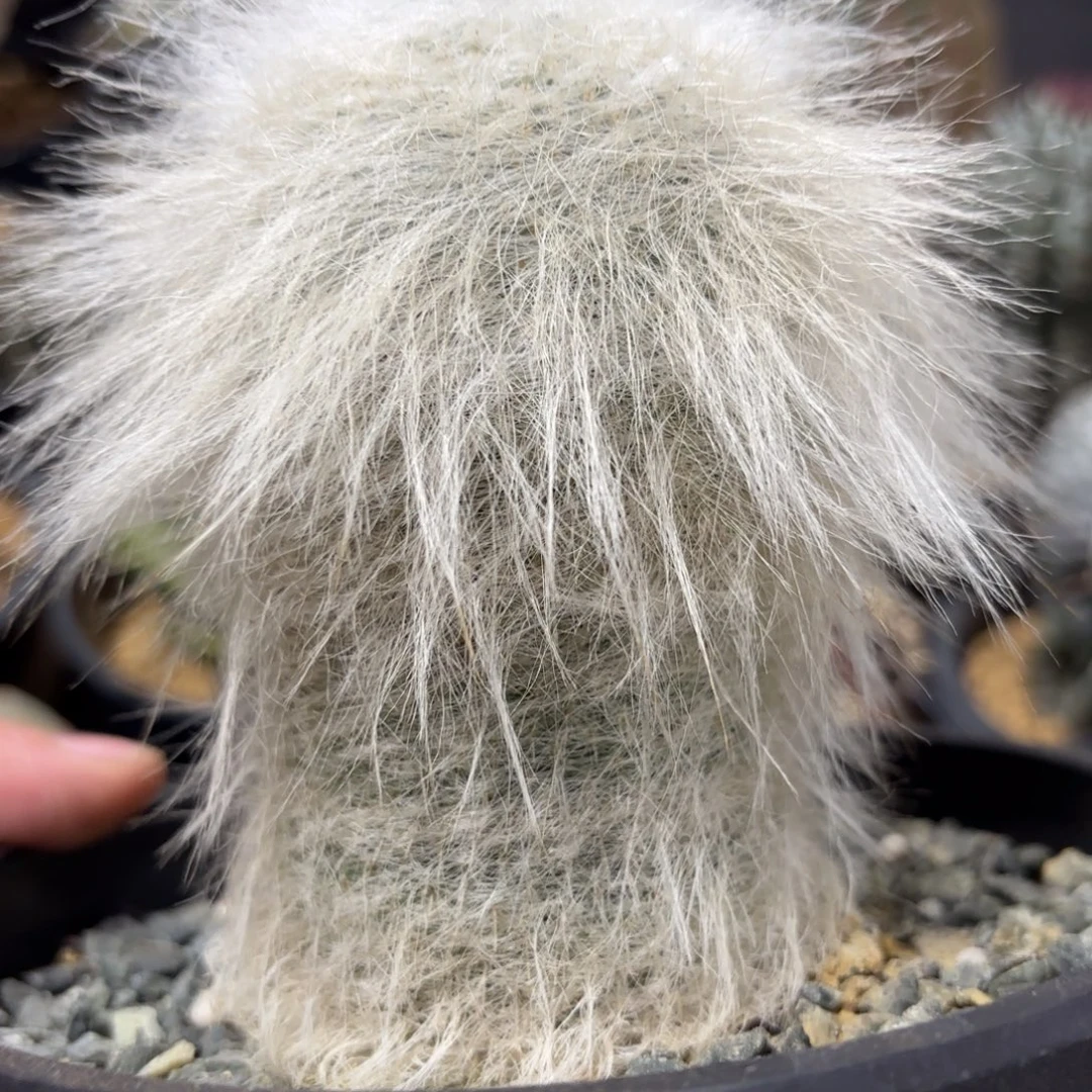 完全开放日系长毛雪袁g