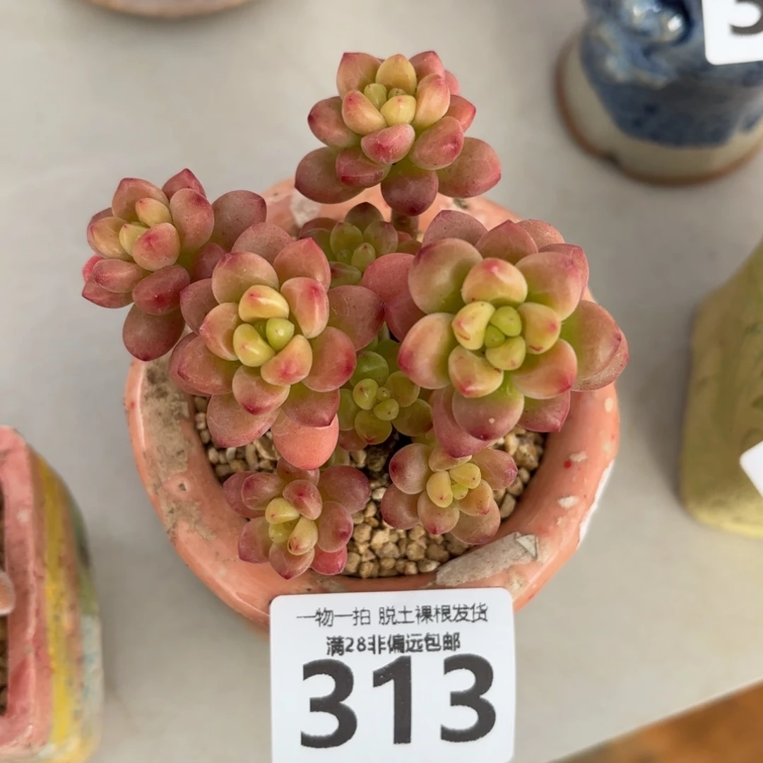 香格里拉无盆土发货