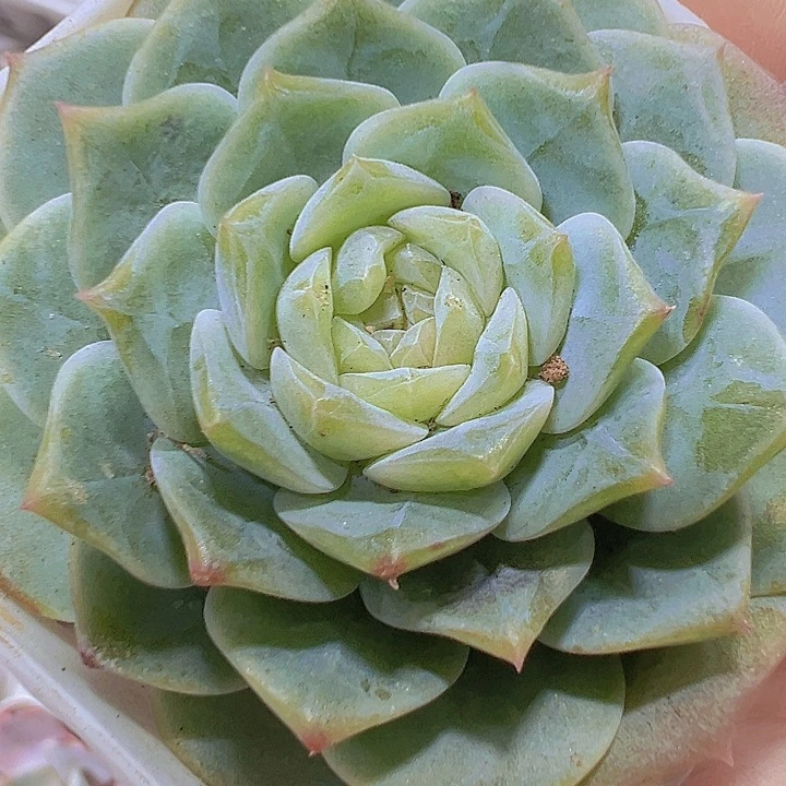 纯爱19包邮多肉植物