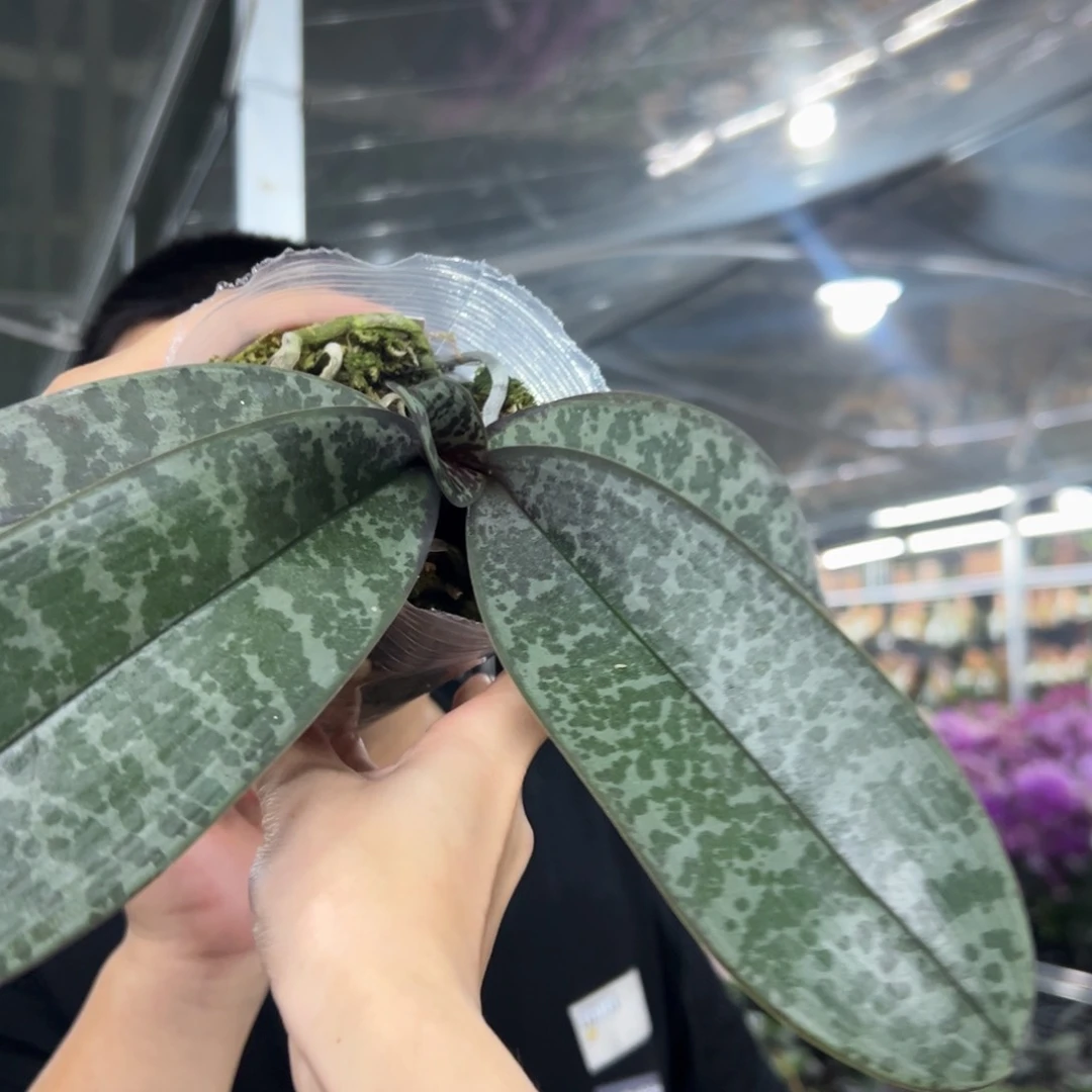 当前无花栽培后可以开花超级风暴
