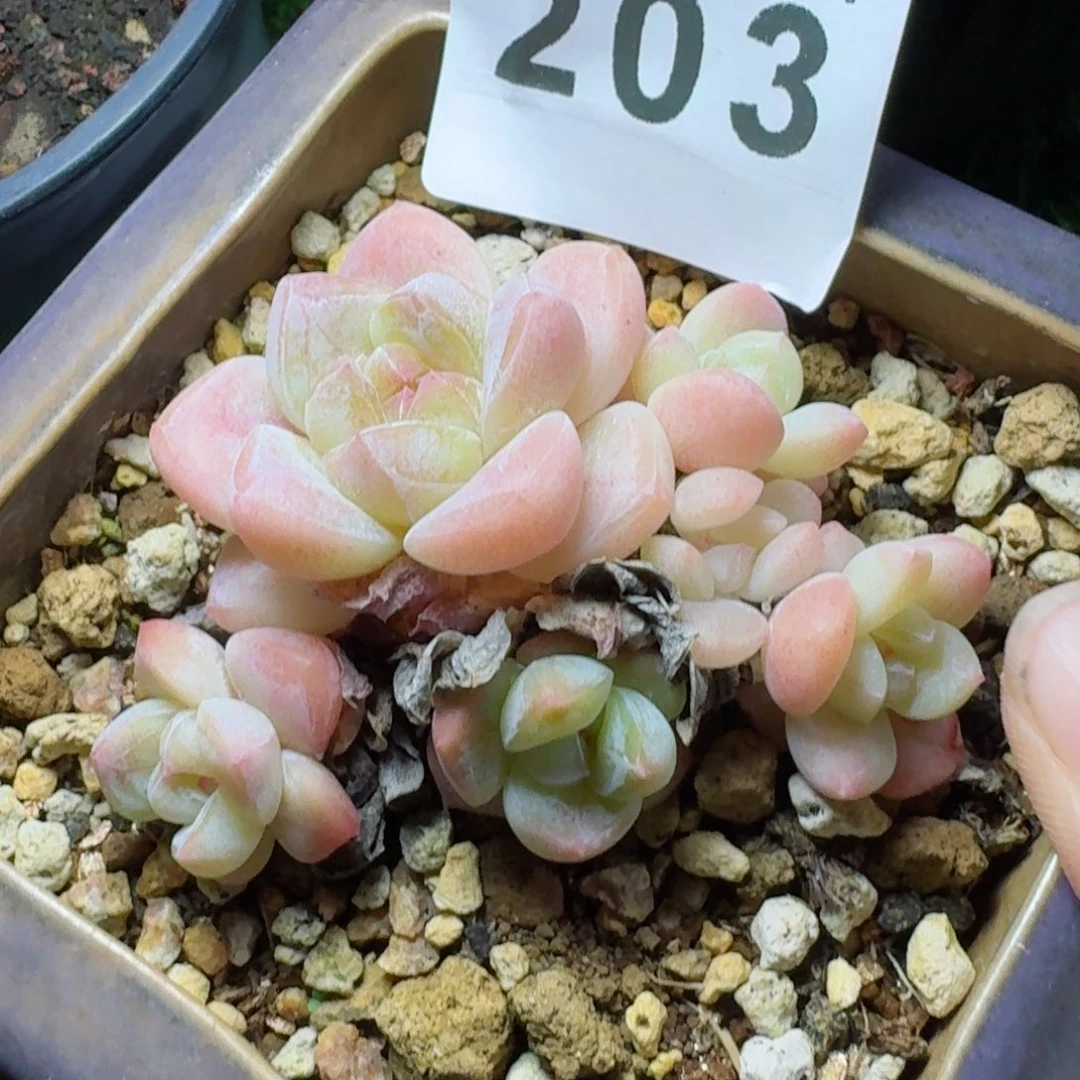 小脸冰玉群生      愿你一路坦途，乘风破浪展宏图