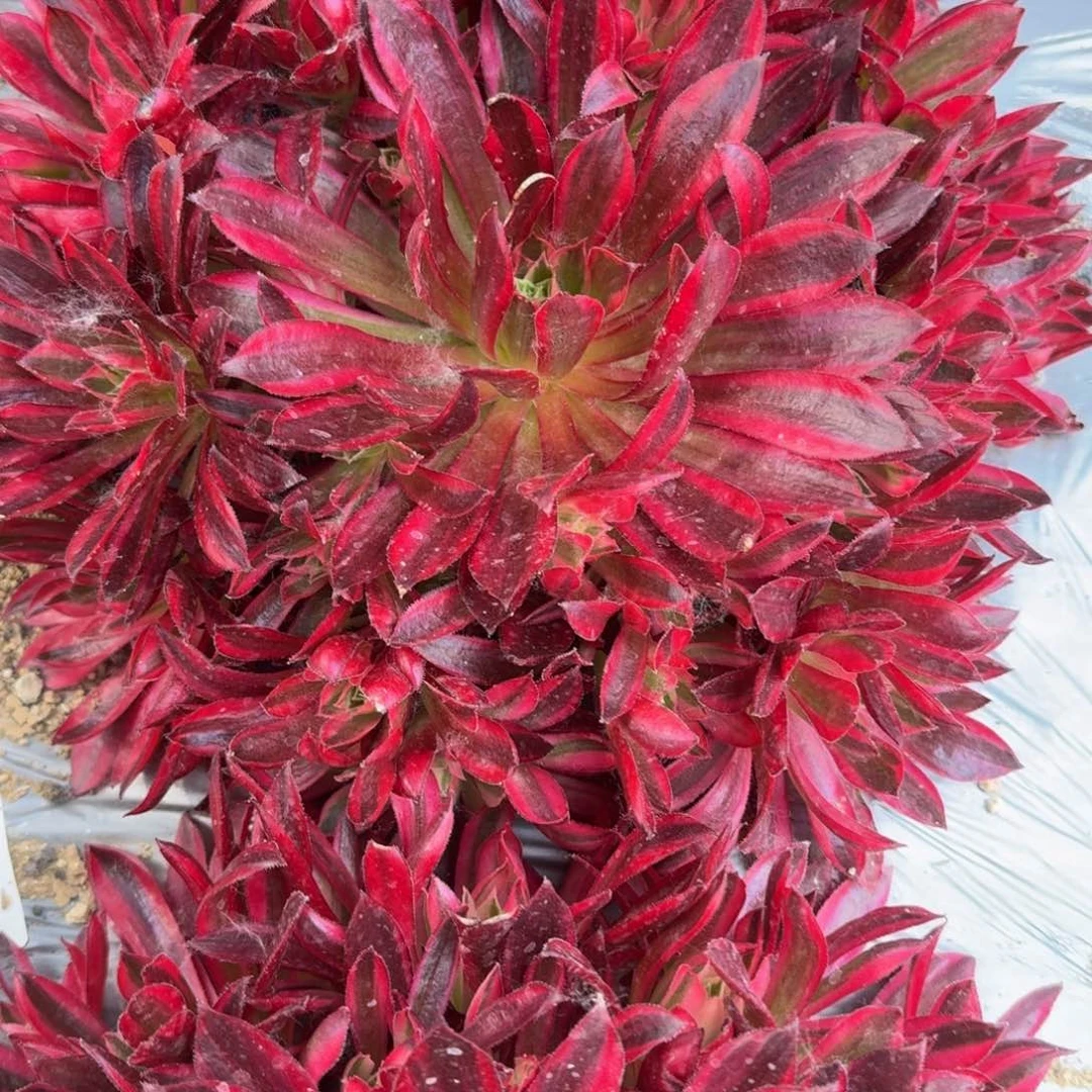 平****?九尾狐寄养到秋