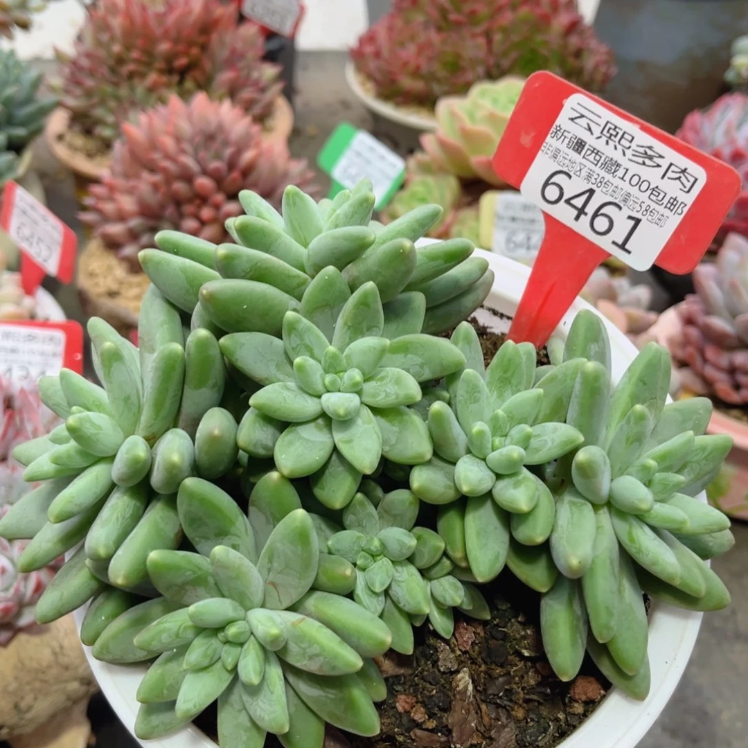 6461阿蒂斯托。