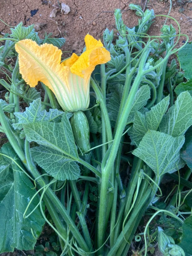 贵州农家自种新鲜南瓜花南瓜藤南瓜尖