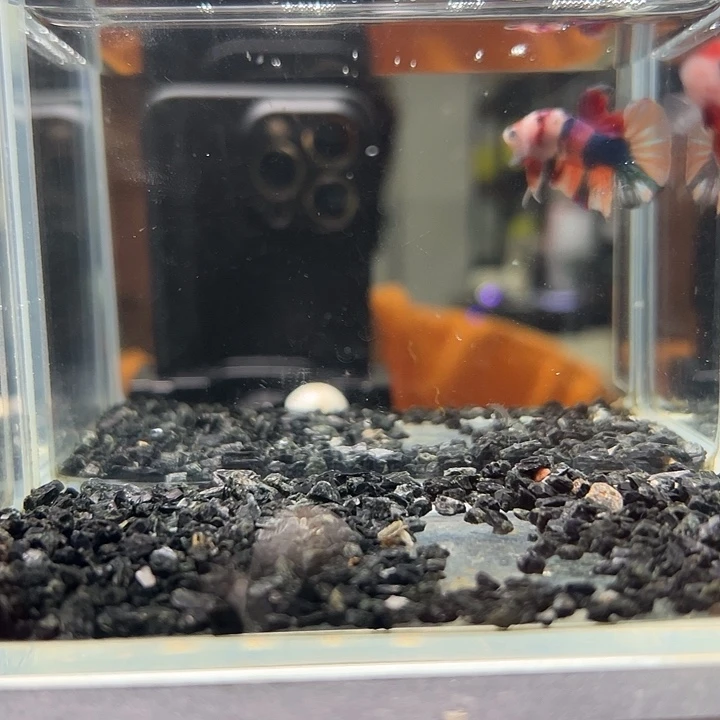 斗鱼跑单拉黑4日2