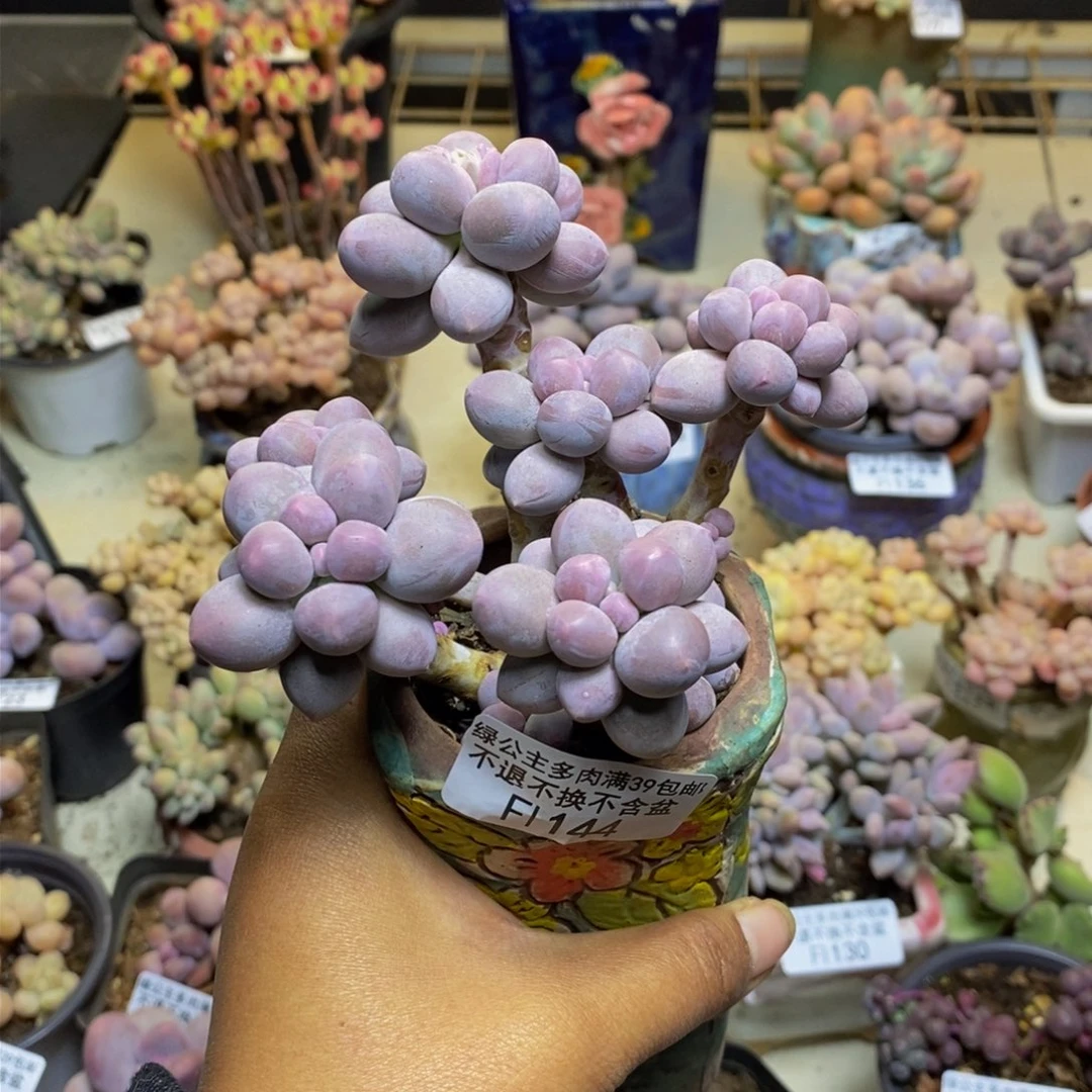 本***空144香水手指奶多肉9c m