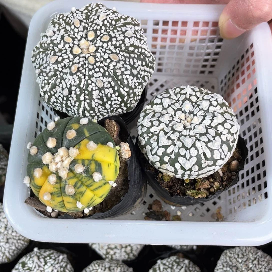 4.3cm实生v兜1颗兜锦1颗超兜1颗