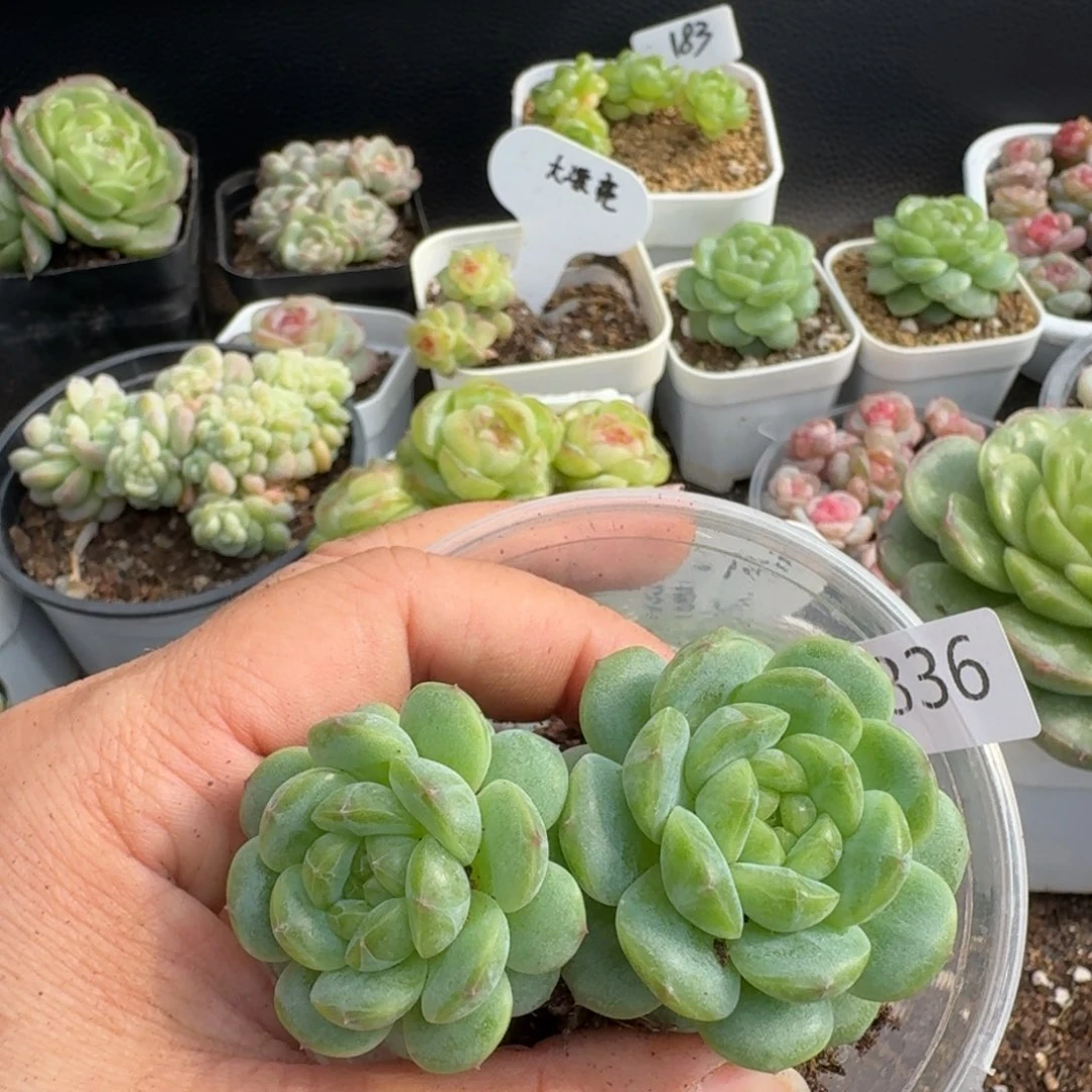 一物一拍一物一拍1107-336