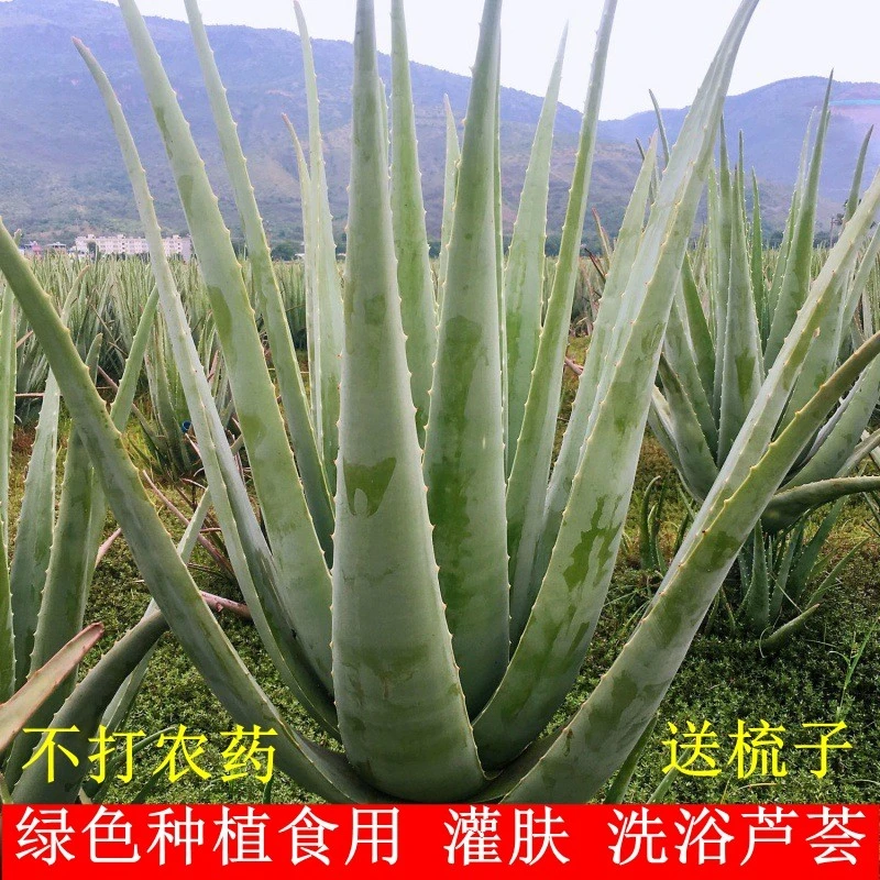 芦荟盆栽库拉索芦荟美容院灌肤专用花卉盆栽药用可食用芦荟鲜叶片
