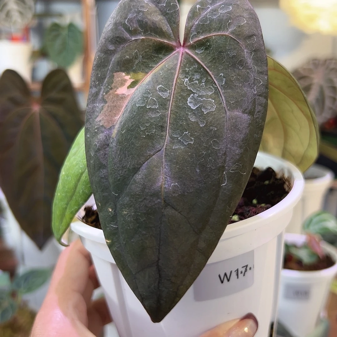 无花朵黑凤凰锦W17