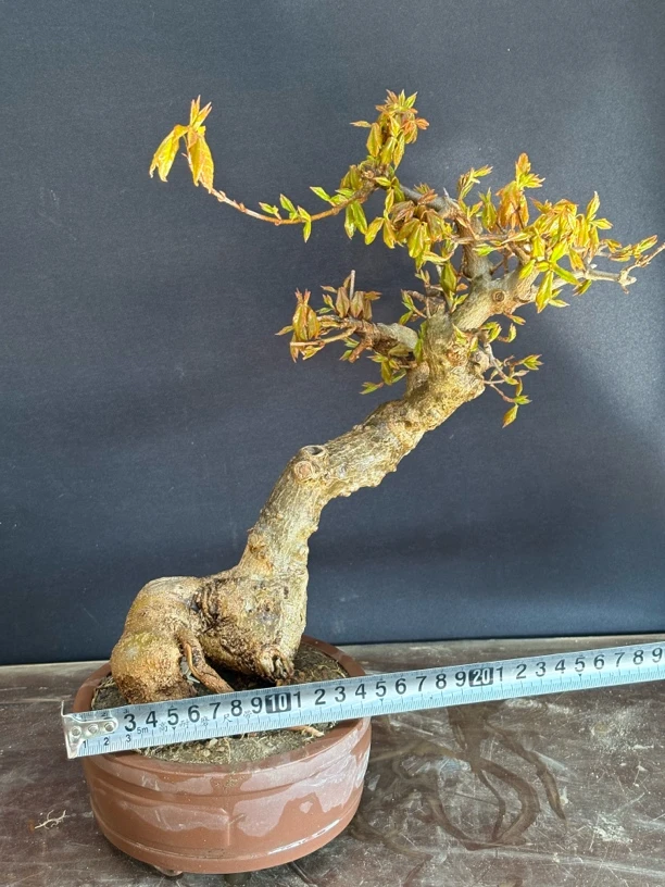 山红叶三角枫造型盆景提根怪桩素材。