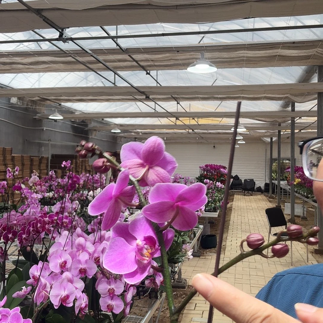 完全开放婚宴3.0带花苞大侧枝