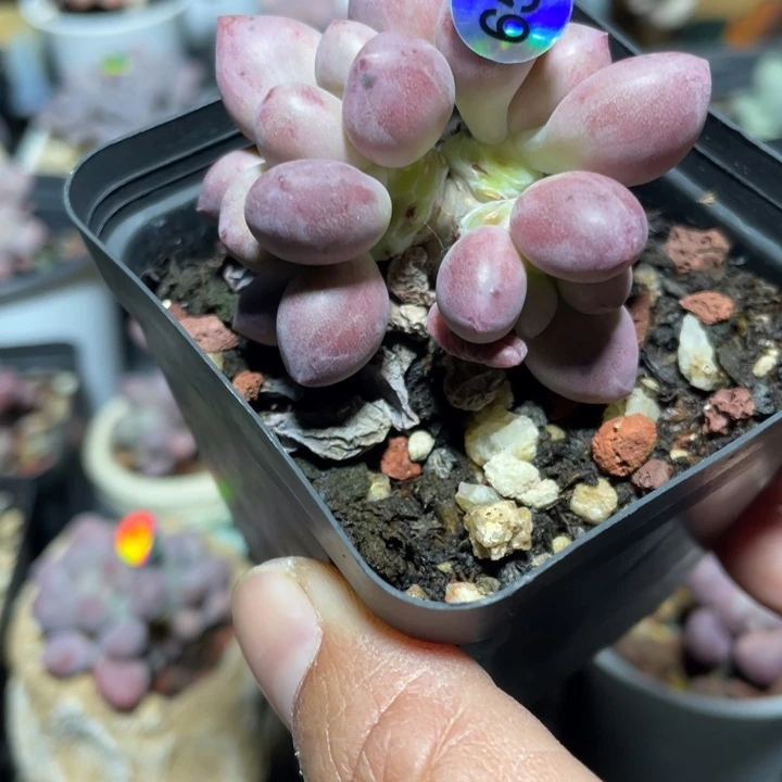 贵妃奶酪多肉植物