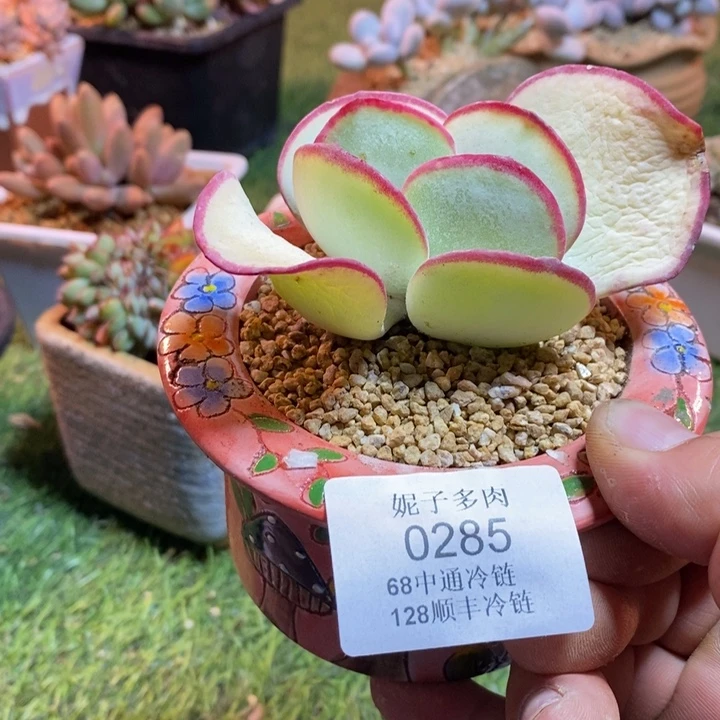 0285啊啊啊啊啊啊啊啊啊啊