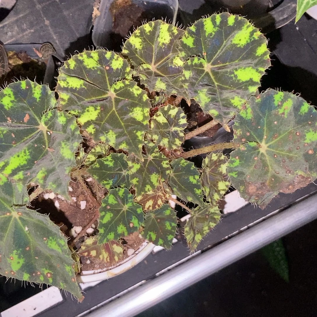 虎斑秋海棠一物一拍