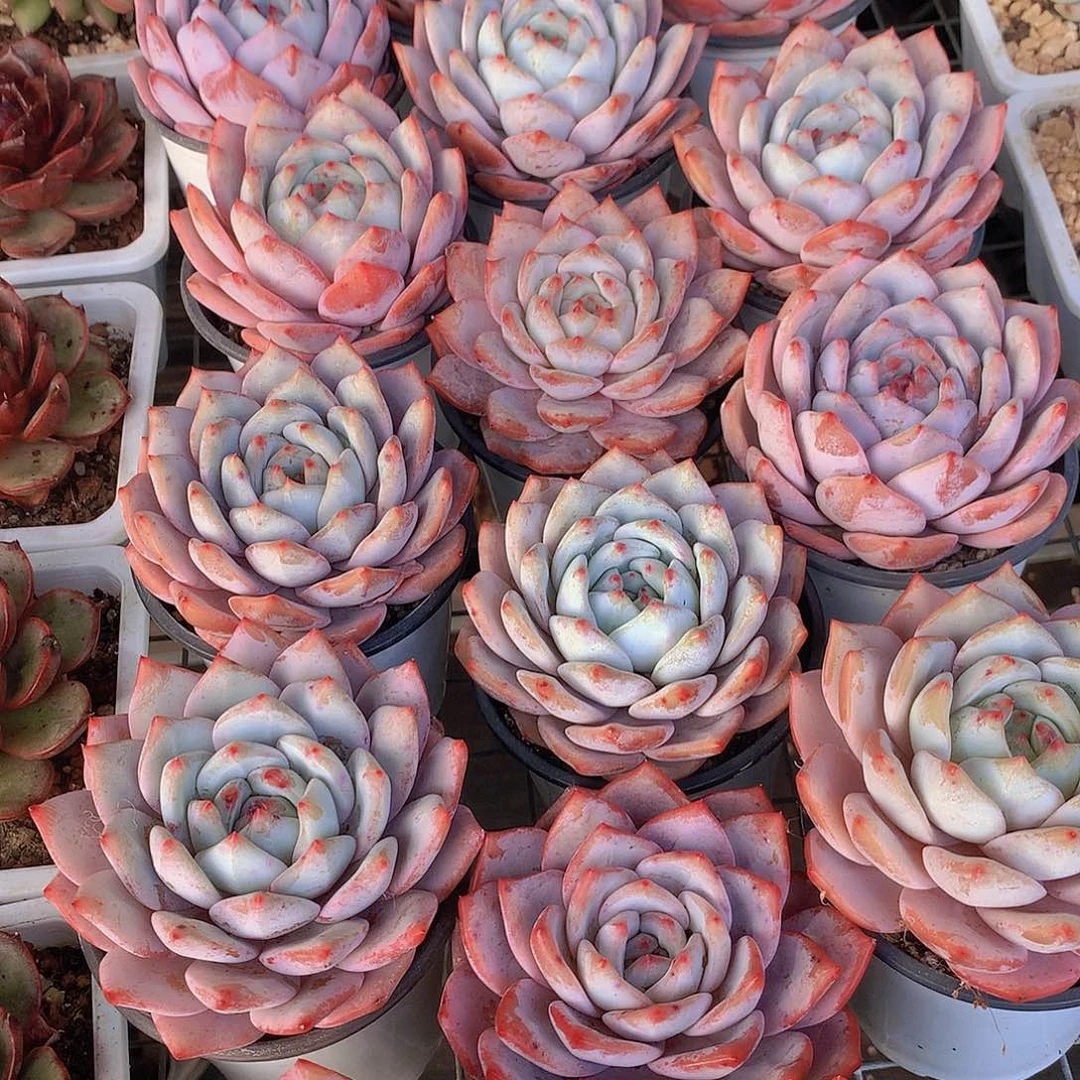 雪茶4567788899990000