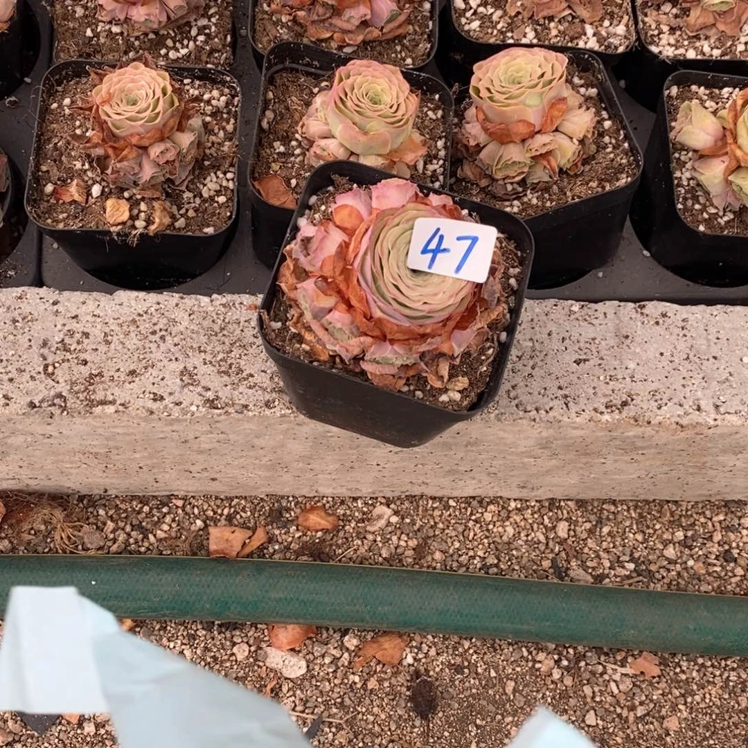 风***丽山地玫瑰000000047