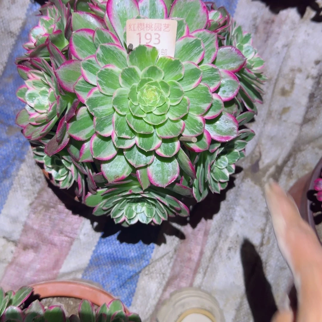 万彩变法多肉193