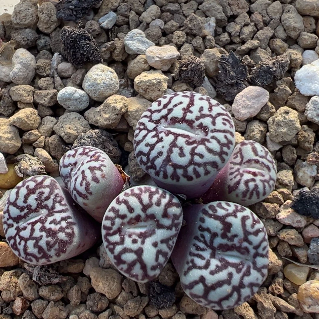 3102多肉植物墨小锥