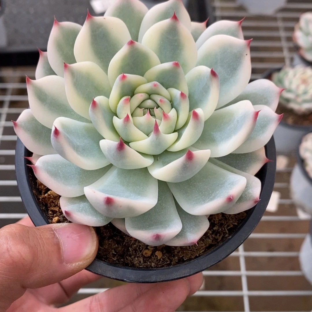 吉娃娃锦多肉植物9736