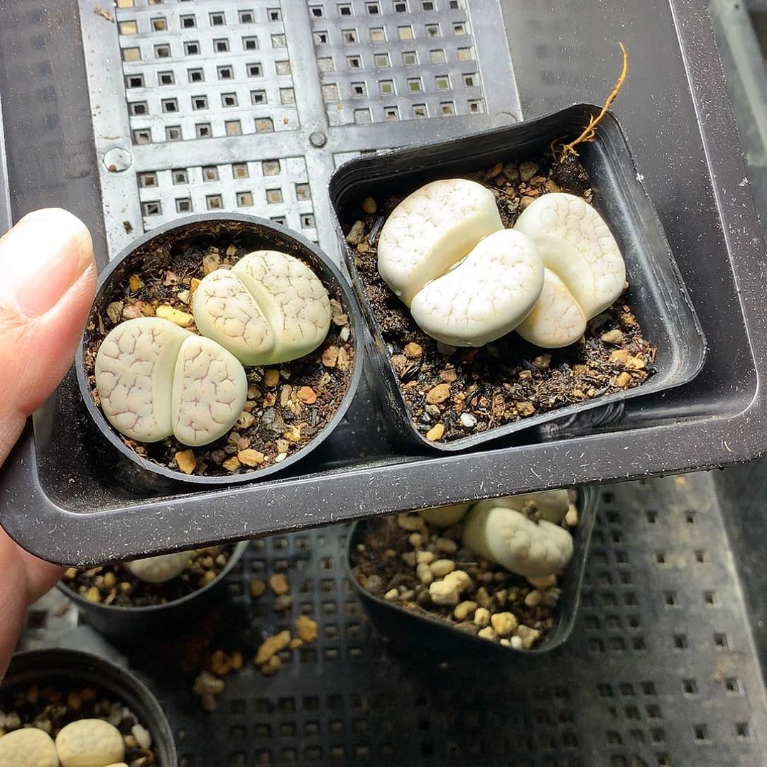 忘*E335多肉植物保护研究所