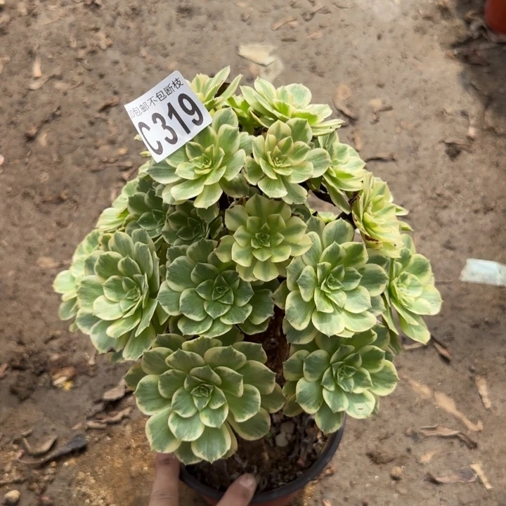 金秋……多肉植物……
