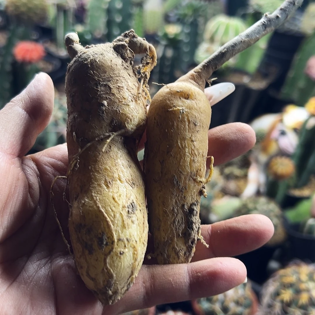 黑龙快根仙人球1111111111