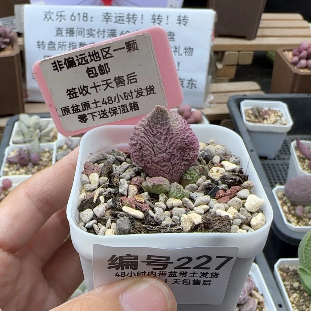 227巨猪宝多肉植物