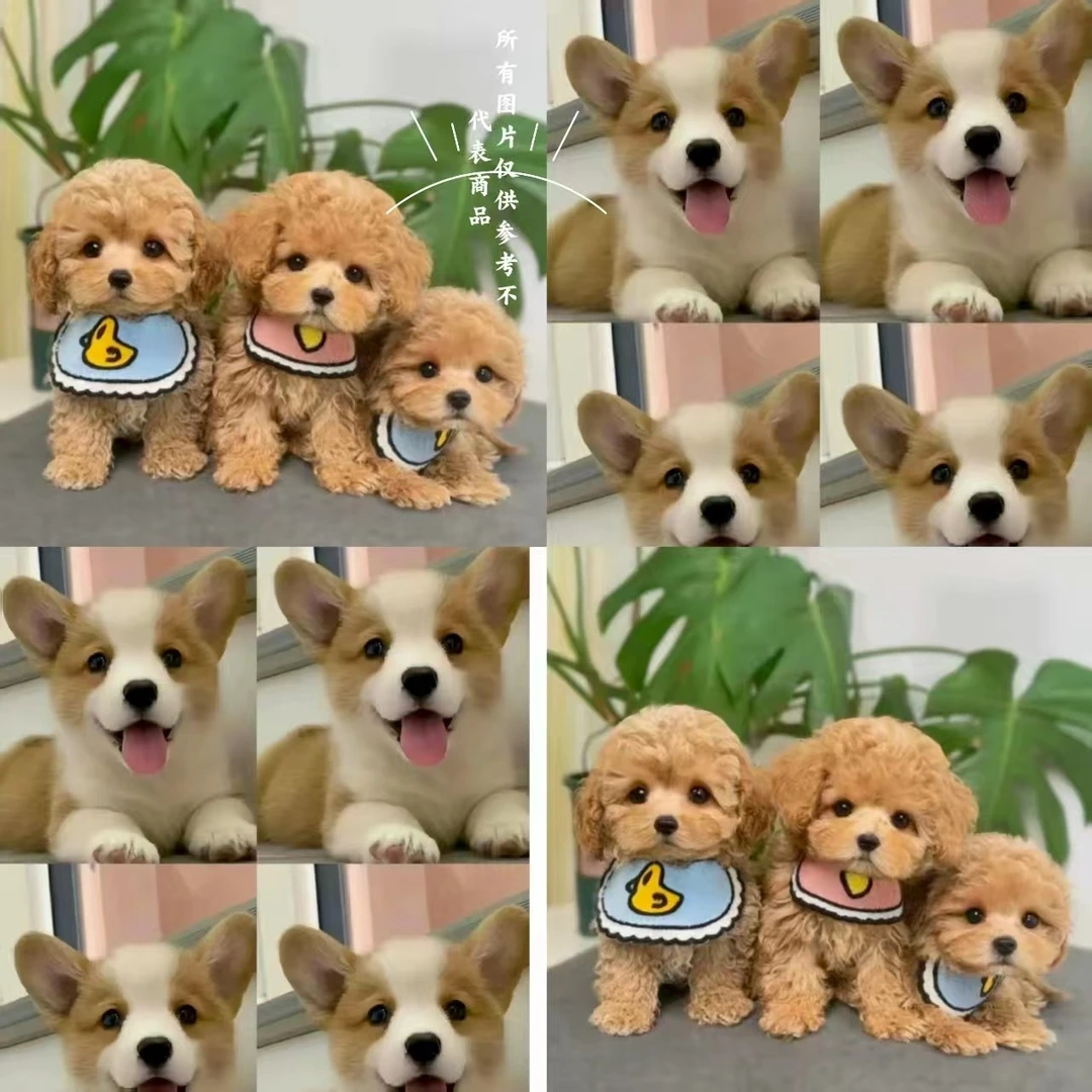 （嘉嘉犬舍宠物养殖）T 狗狗活体 柯基 泰迪熊幼犬