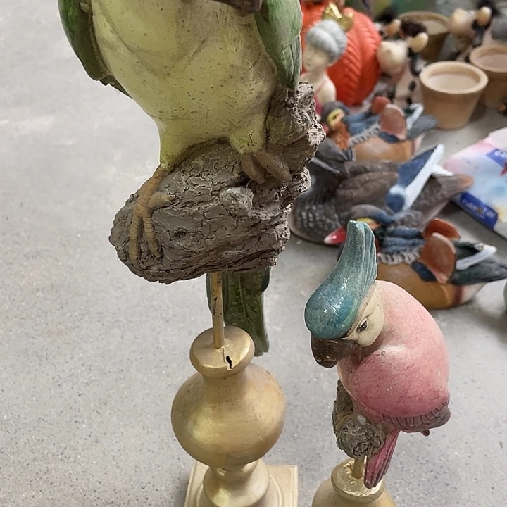 样品样品样品鹦鹉一对