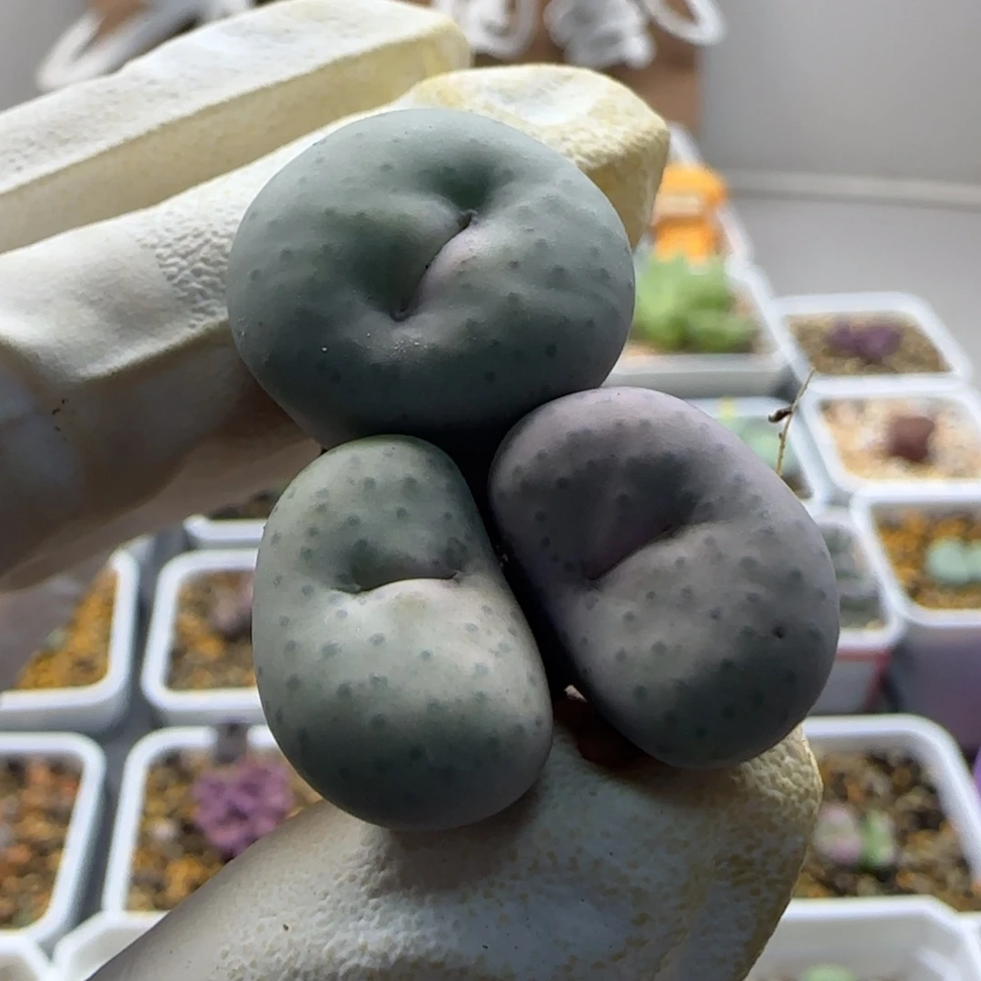 有***风10-22当天满38包邮大奶油脱土