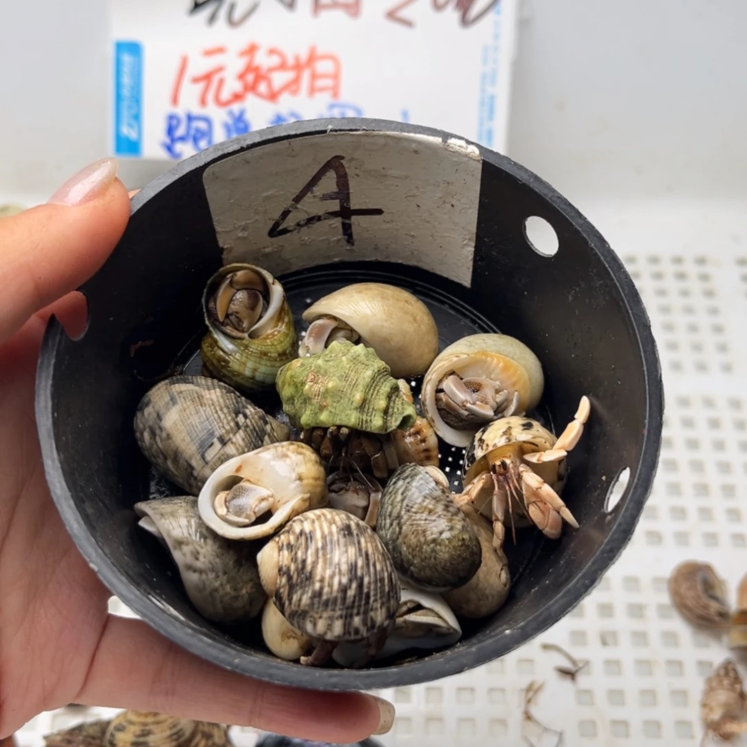 一元起拍 一手加一元