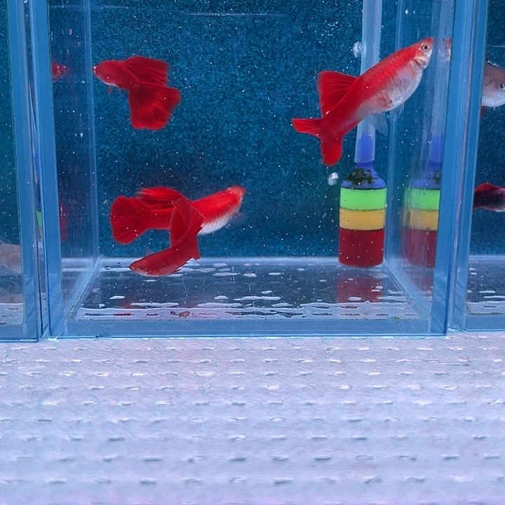 孔雀鱼大背血红1对