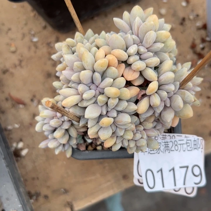 幸运的是我还没遇到幸运