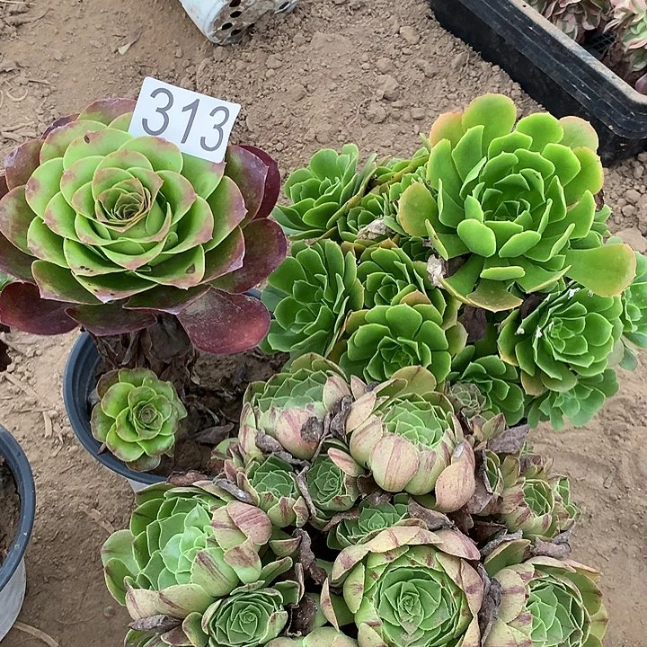 无花朵313三颗多肉植物组合