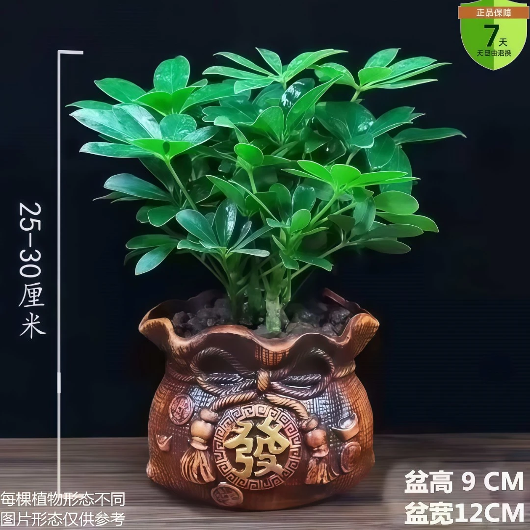 2025新款八方来财鸭脚木盆栽绿植七叶莲水养旺财植物吸甲醛好