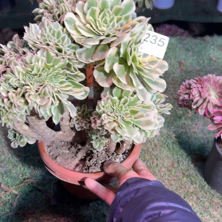 迈巴赫法师锦缀化235