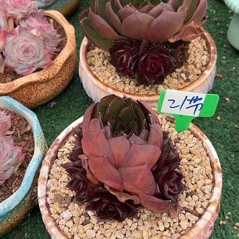 21玫瑰带盆一个多肉