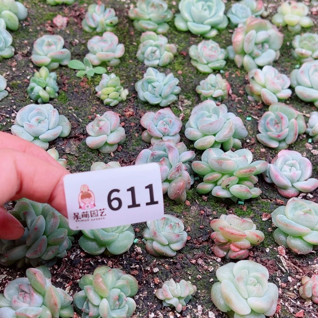 好****多肉植物多肉植物