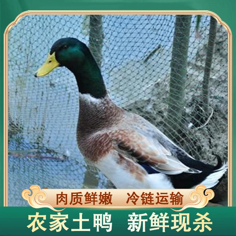 【c大葱农场】农户放养水鸭2只毛重6斤多净重4斤 非老鸭净膛发货