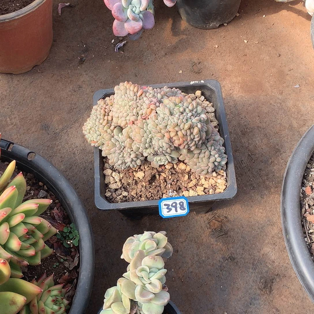 398白胖子一物一拍多肉