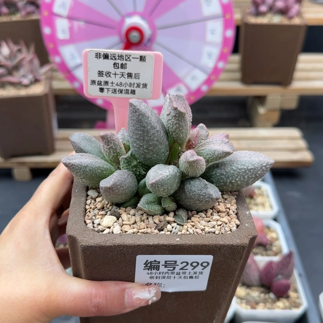 悠**卡299红粉哈莫杂补差多肉植物