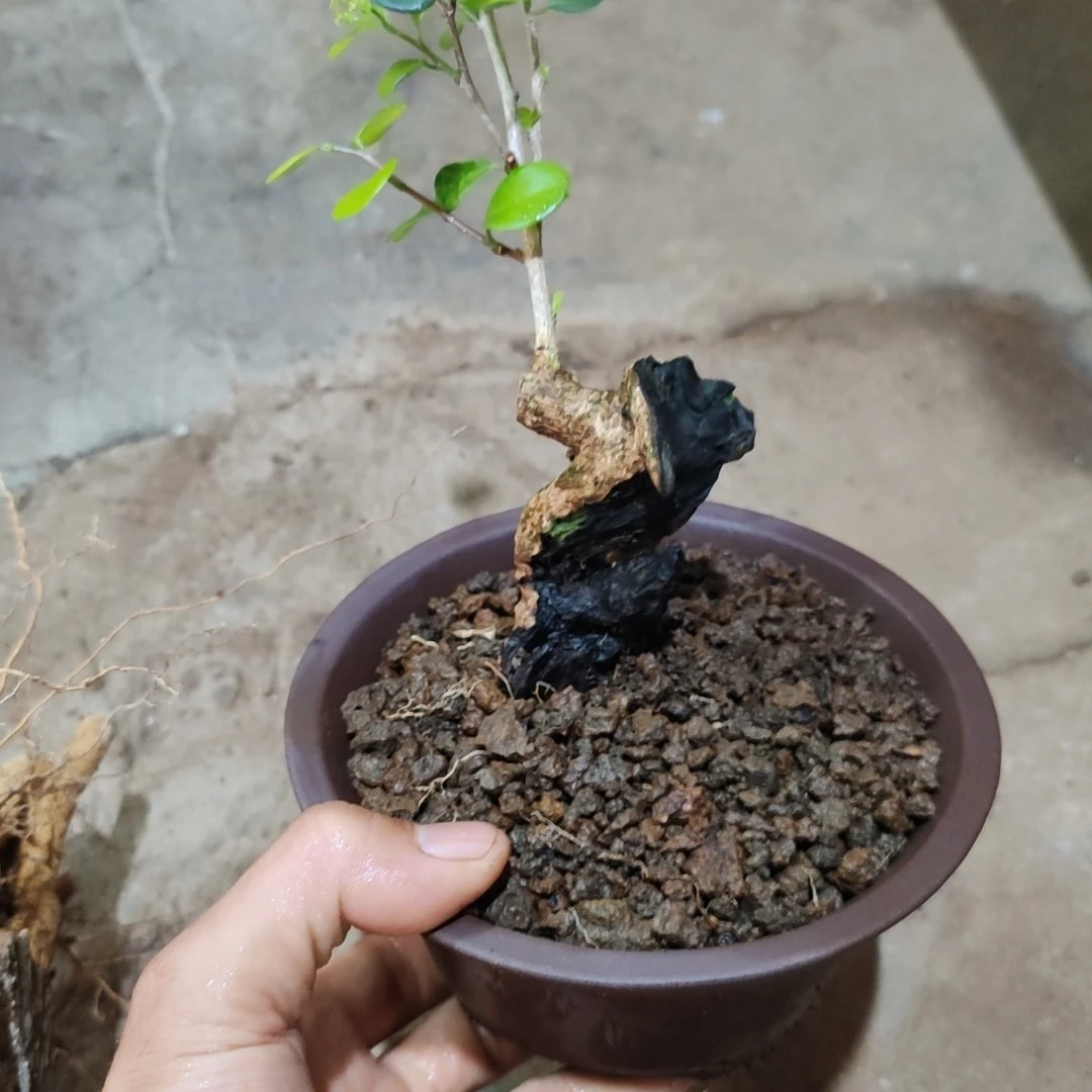 海南博兰盆景素材